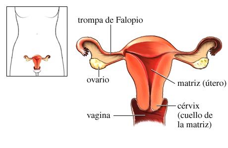 reproductor